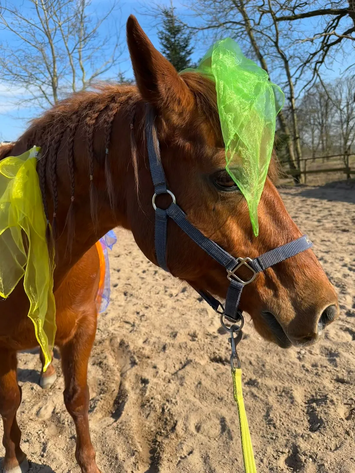 Holly - Therapiepferd