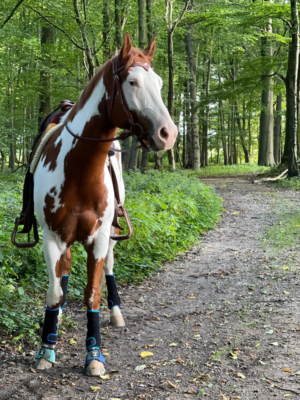 Olaf - Therapiepferd