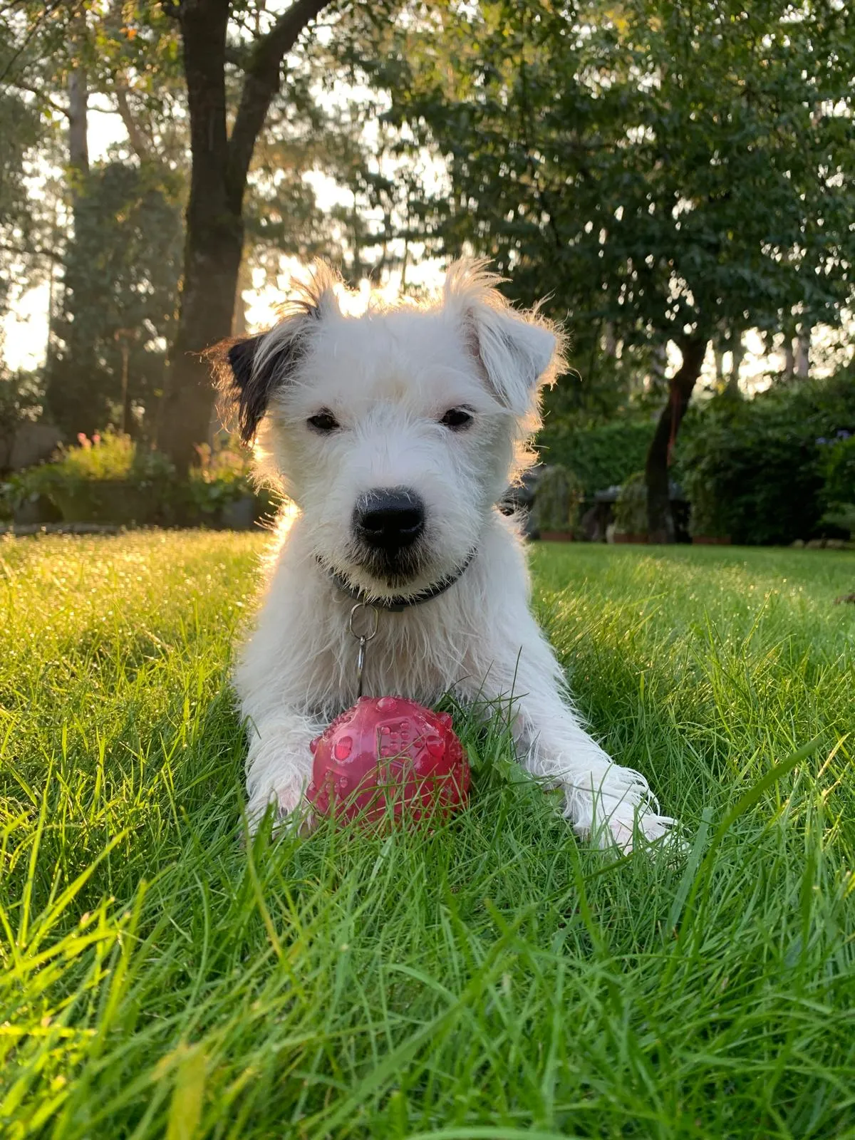 Watson - Therapiehund